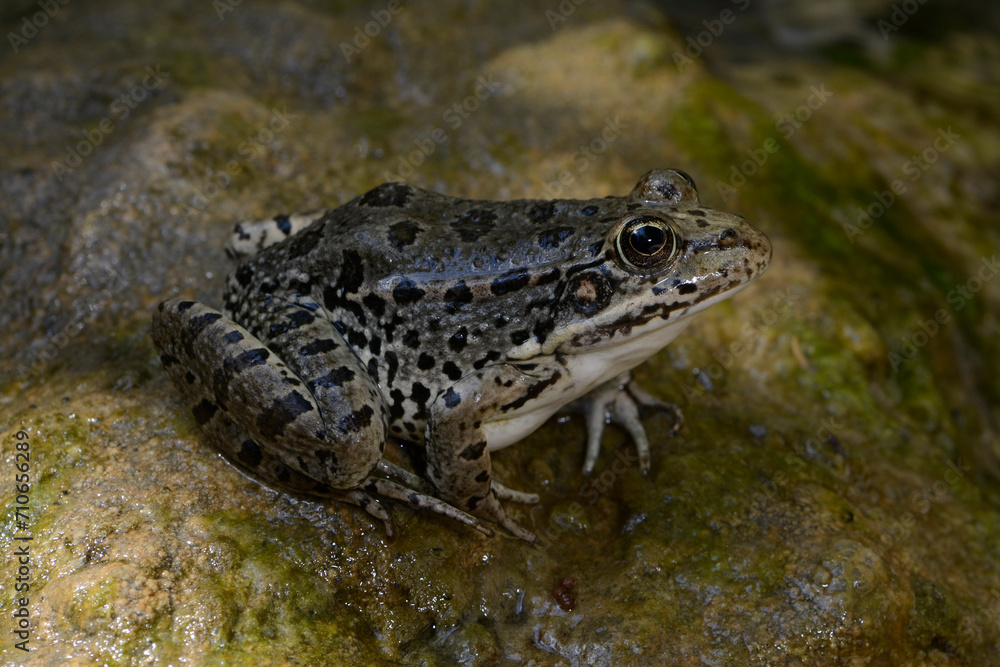 Obraz premium Türkischer Wasserfrosch // Levant water frog (Pelophylax cf. bedriagae / Pelophylax sp.) - Dalyan, Türkei