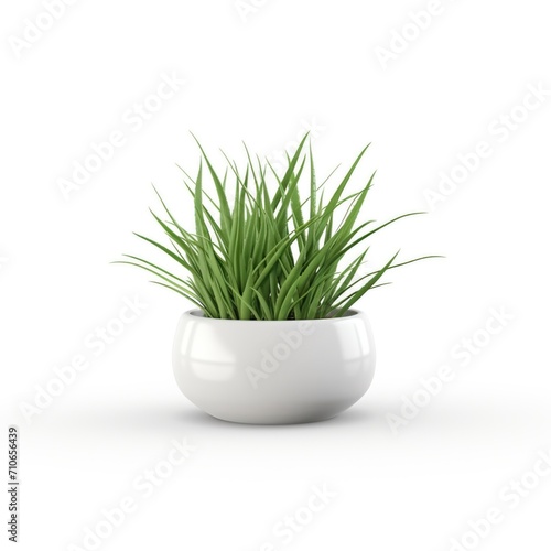 Houseplant grass. Green bush in a ceramic pot. Potted plant isolated on white background.