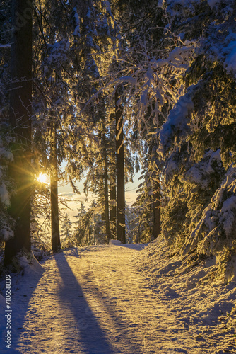 golden sunset in the forest along a snow covered track  © Oliver Dünser