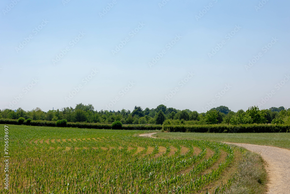 Summer landscape, The terrain of hilly countryside in Zuid-Limburg, Farmland with green vegetables corn or maize and potatoes on the hillside, Small villages in Dutch province of Limburg, Netherlands. Summer landscape, The terrain of hilly countryside in Zuid-Limburg, Farmland with green vegetables corn or maize and potatoes on the hillside, Small villages in Dutch province of Limburg, Netherlands.