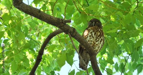 Sleepy owl or northern boobook (Ninox japonica) on a branch photo