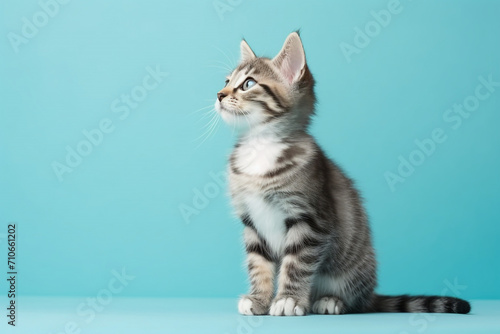 adorable cute cat standing isolated on blue background, with Copy space for text