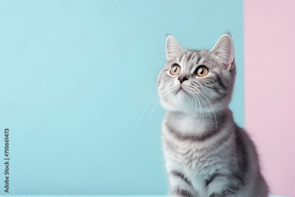 adorable cute cat standing isolated on blue background, with Copy space for text