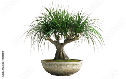 Dragon Tree in Pot on a transparent background