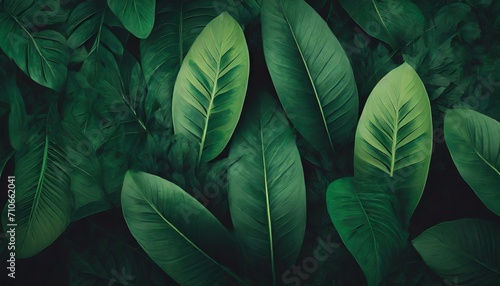 tropical leaves texture abstract nature leaf green texture background vintage dark tone picture can used wallpaper desktop illustration photo