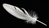 beautiful white feather isolated on black background illustration