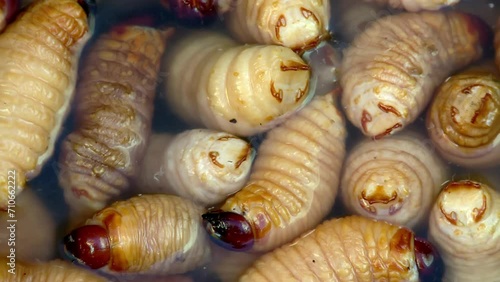 Palm worms, in tray with water in the Ecuadorian local market. Edible palm weevil larvae, Rhynchophorus phoenicis. ProRes video photo