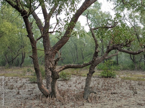 Trees in the mangrove forest, North of Thailand.