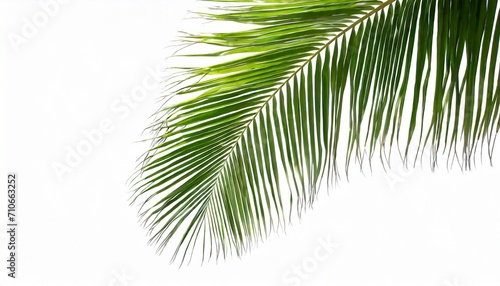 tropical palm leaf isolated on white background coconut leaves for summer background illustration