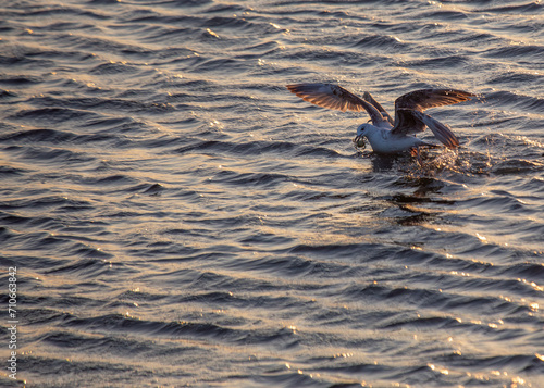 Photography Dublin's Coastal Guardian - Great Black-Backed Gull (Larus marinus) off Howth's