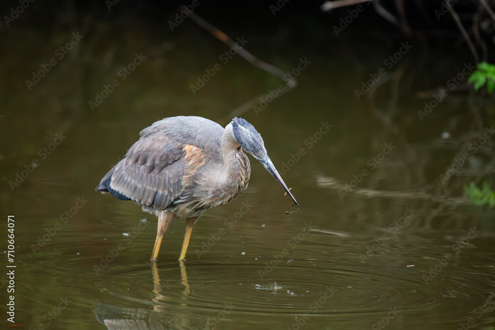 Obraz premium San Francisco's Stately Sentinel - Great Blue Heron at Heron's Head Park