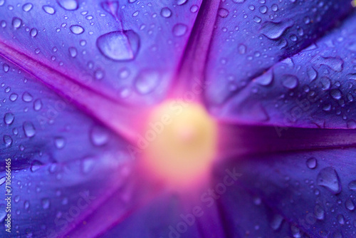 Glória-da-manhã é uma flor que tem uma tonalidade de cor azulada. Planta da Mata Atlântica Brasileira, São Paulo, Brasil. 