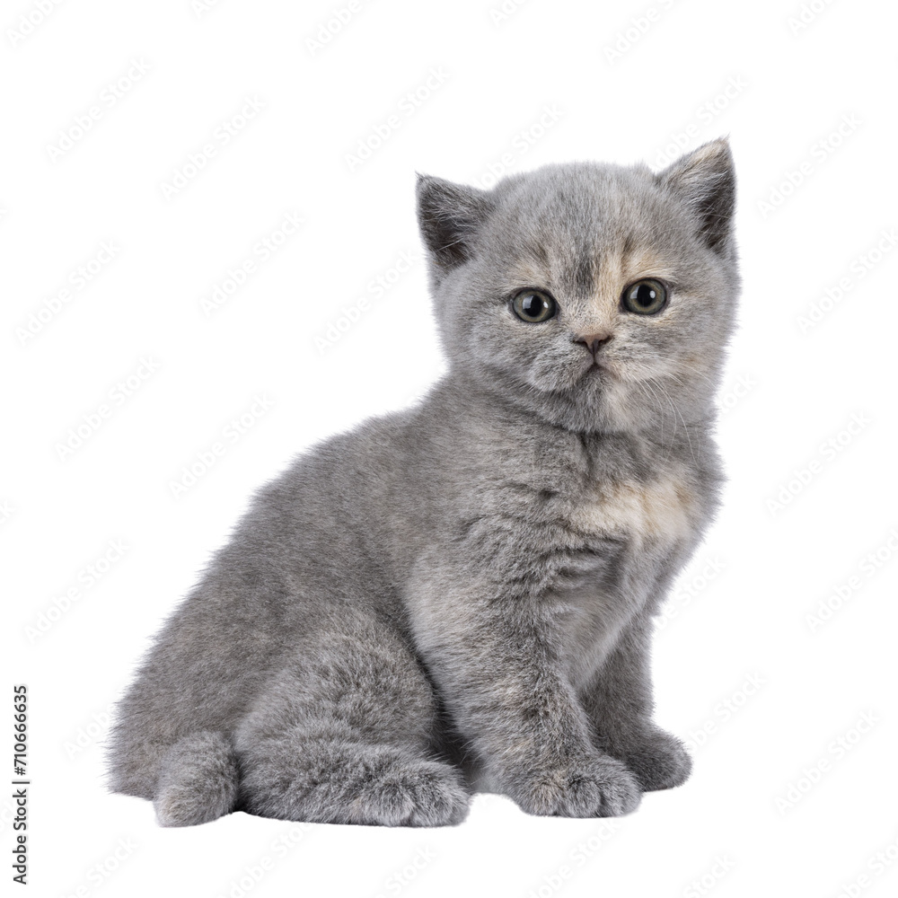 Cute 6 weeks old British Shorthair cat kitten, sitting up side ways. Looking straight to camera. Isolated cutout on transparent background.