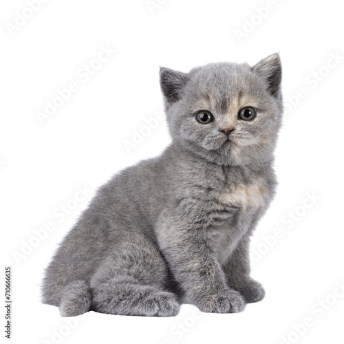 Cute 6 weeks old British Shorthair cat kitten, sitting up side ways. Looking straight to camera. Isolated cutout on transparent background.