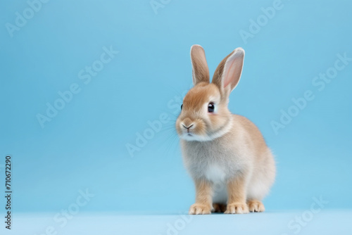 adorable cute rabbit standing isolated on blue background, with Copy space for text © Salawati