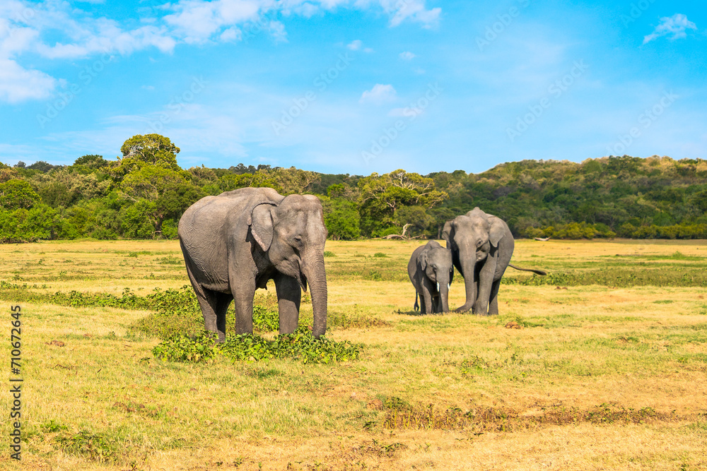 Obraz premium Elephant family in Sri Lanka. Baby, mother and father. Beautiful asian animals eating grass. Wildlife tourism and safari travel in Kaudulla National Park. Jungle forest and blue sky in background.