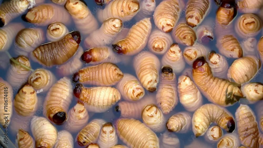 Palm worms, in tray with water in the Ecuadorian local market. Edible palm weevil larvae, Rhynchophorus phoenicis. ProRes video Palm worms, in tray with water in the Ecuadorian local market. Edible palm weevil larvae, Rhynchophorus phoenicis. ProRes video