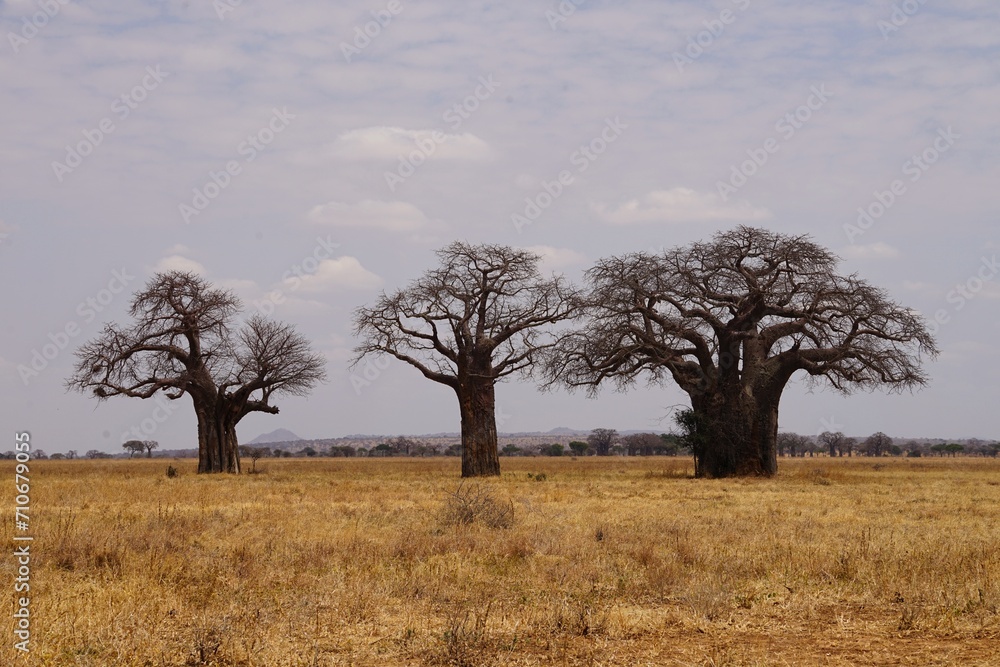 african wilderness, baobab trees in savannah african wilderness, baobab trees in savannah