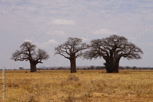 african wilderness, baobab trees in savannah