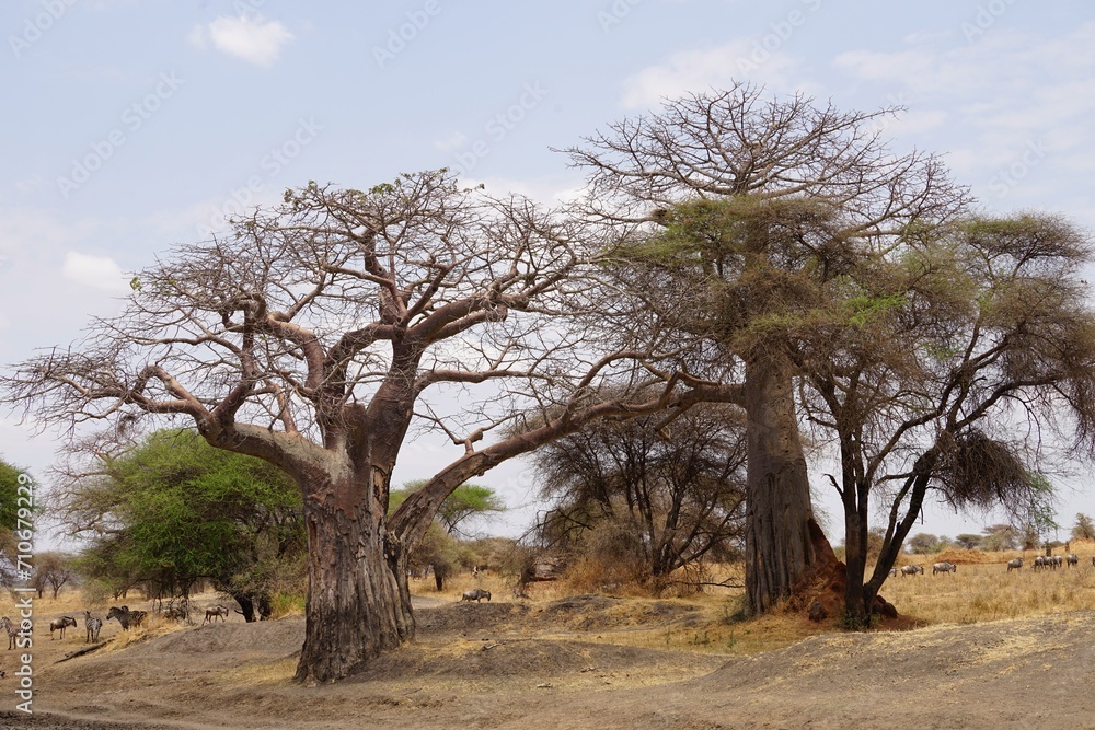african wilderness, trees and wild animals, zebra, antelope african wilderness, trees and wild animals, zebra, antelope