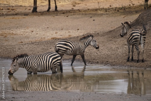 african wilderness  zebras  water hole  shoreline