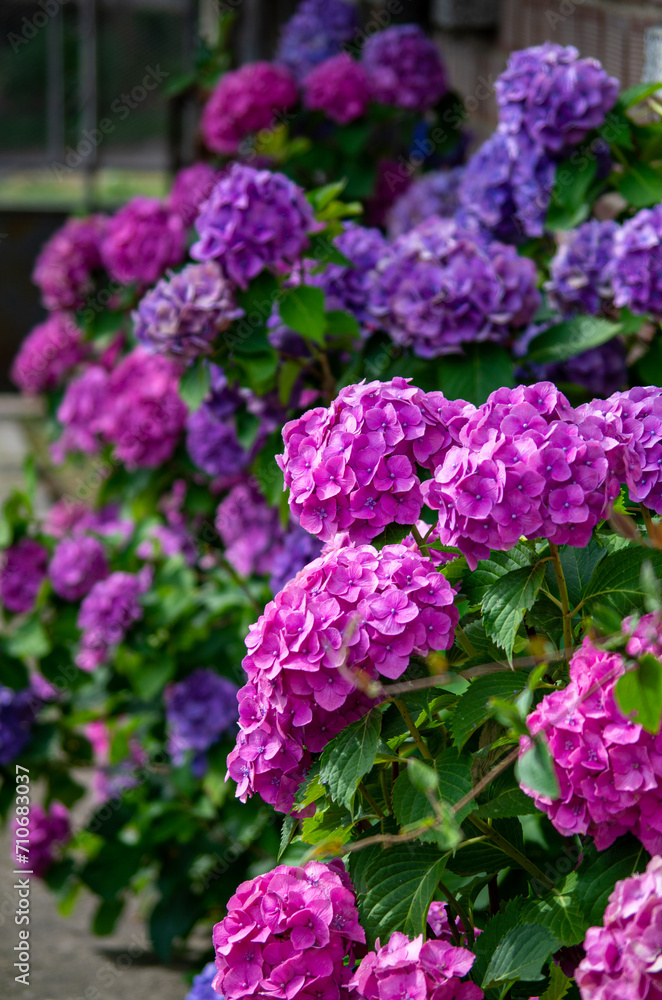pink flowers in a garden pink flowers in a garden