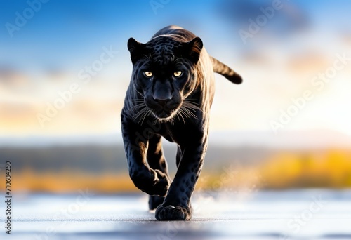Panther close-up, photography of a Panther. A black jaguar walking through a river stream with green plants and trees in the background with a bright yellow light shining. Generative ai photo