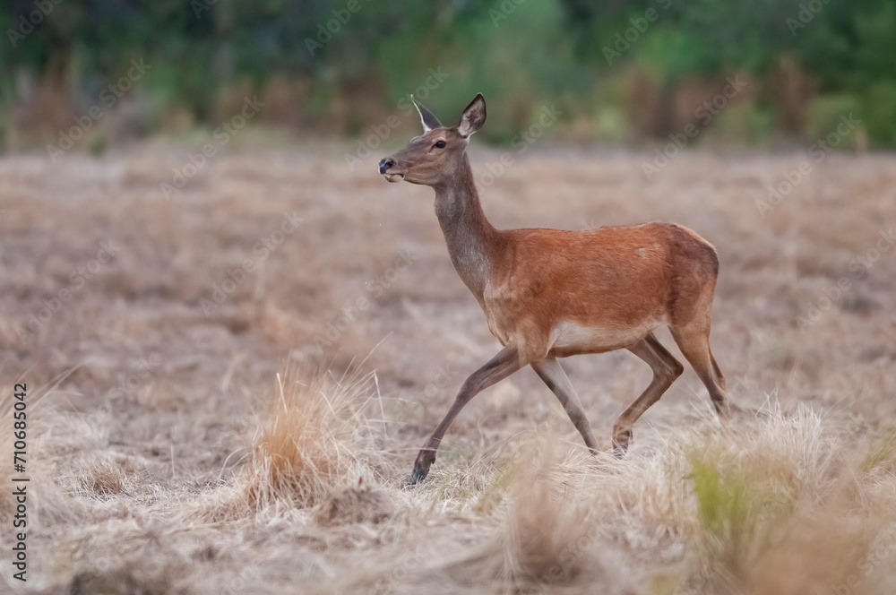 Red deer in Calden Forest environment, La Pampa, Argentina, Parque Luro, Nature Reserve Red deer in Calden Forest environment, La Pampa, Argentina, Parque Luro, Nature Reserve