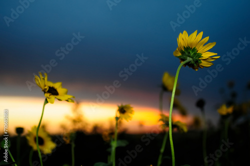 Wild flowers in semi desertic environment  Calden forest  La Pampa Argentina