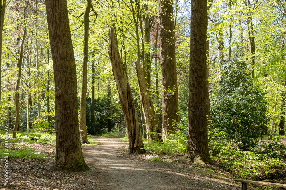 Path in woodland near Hilverbeek in Spanderswoud between Hilversum and 's Graveland, Netherlands