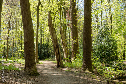 Path in woodland near Hilverbeek in Spanderswoud between Hilversum and 's Graveland, Netherlands photo