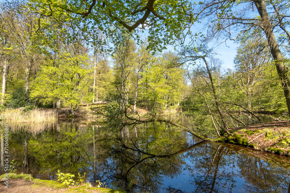Pond in woodland near Hilverbeek in Spanderswoud, 's Graveland, Netherlands