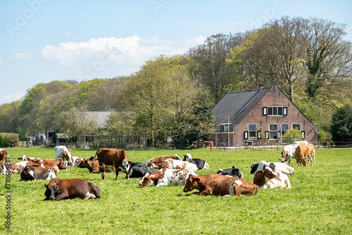 Diary cows ruminating on pasture in polder between 's-Graveland and Hilversum, Netherlands photo
