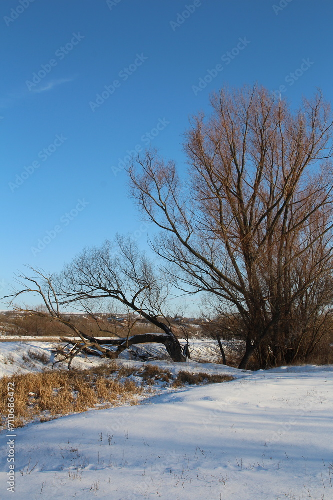 A snowy field with trees and a blue sky A snowy field with trees and a blue sky
