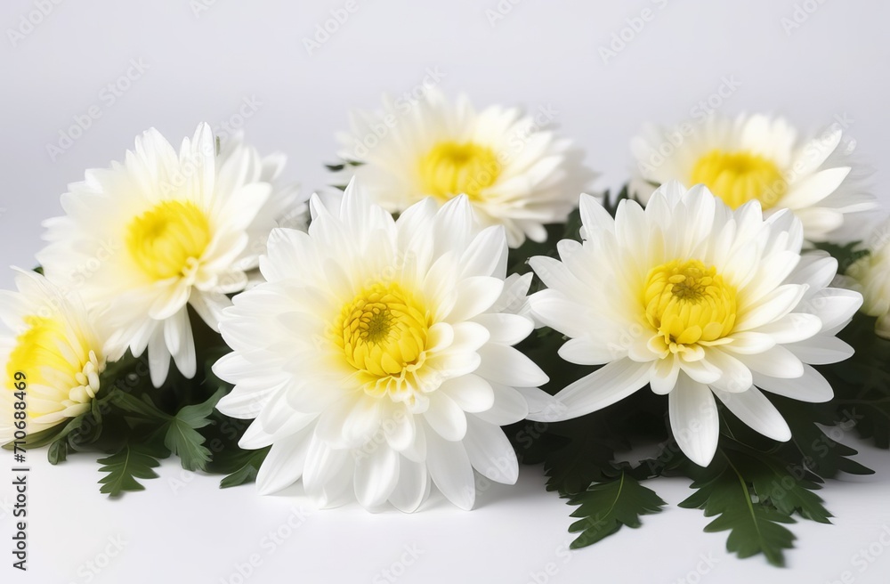 Fototapeta premium Beautiful white chrysanthemums flowers isolated on white background