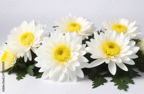 Beautiful white chrysanthemums flowers isolated on white background
