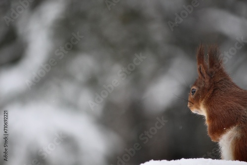 squirrel in the snow © Maria
