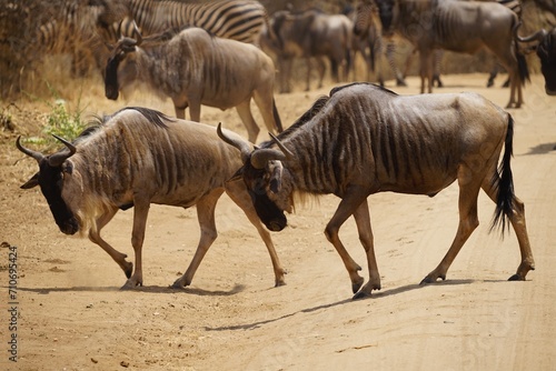 african wildlife  gnus  zebras  great migration