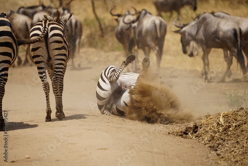 Fototapeta Naklejka Na Ścianę i Meble -  african wildlife, zebras