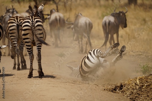 african wildlife  zebras