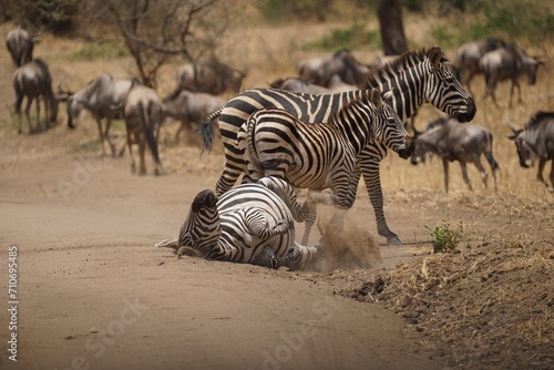 african wildlife, zebras © JaDeLissen