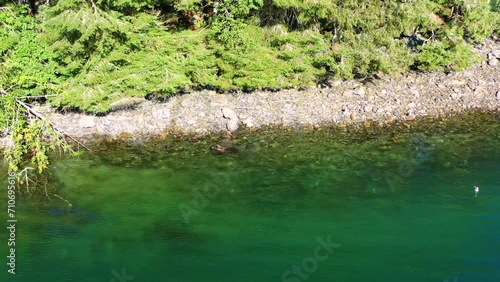 Aerial view of a Brown Bear fishing for salmon, Silver Bay, Baranof island, Tongass National Forest, Alaska, United States photo