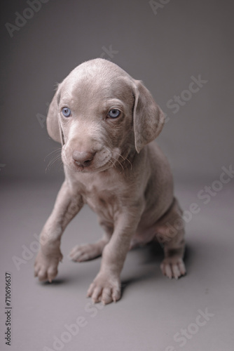 Weimaraner Puppy