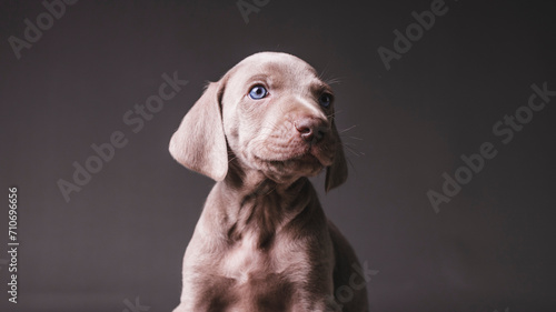 Weimaraner Puppy photo