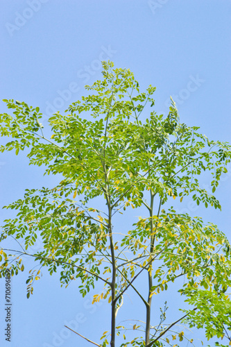 Low-Angle Portrait View Of Branches And Leaves Of Moringa Oleifera Plant With Blue Sky On Sunny Day Background photo