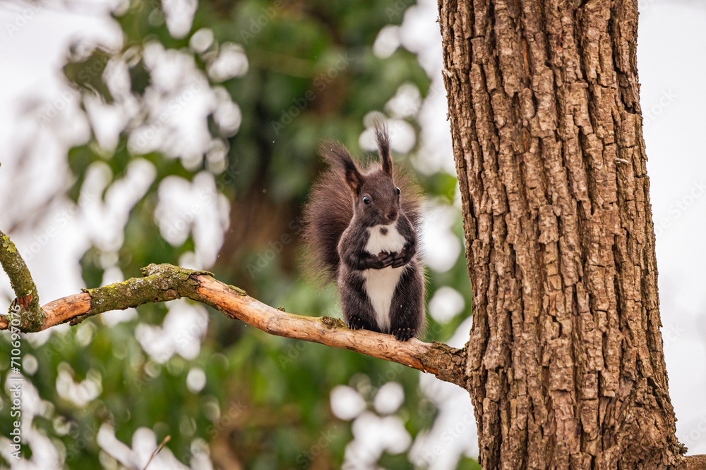 Fototapeta premium Eichhörnchen in the Tree