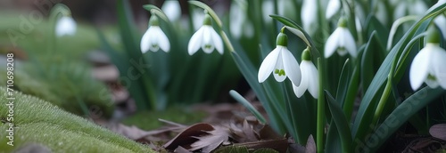 Beautiful first flowers snowdrops in spring forest. Tender spring flowers snowdrops harbingers of warming symbolize the arrival of spring. Scenic view of the spring forest with blooming flowers © Александр Ткачук