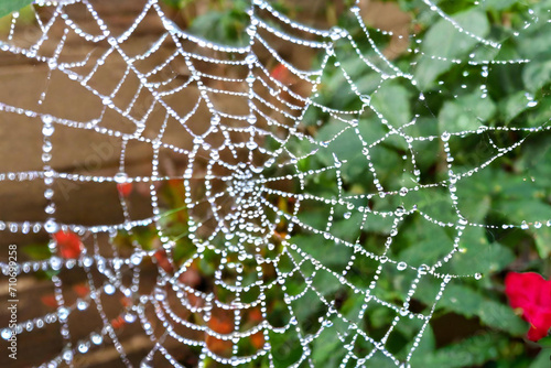 Water droplets on a spider's web in a garden