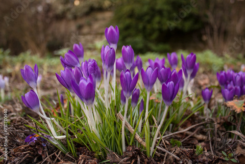 Crocus flowers in the early spring in a garden, close-up © Mila