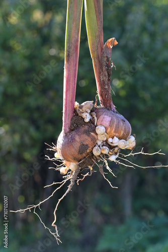 Obraz na płótnie Dug gladiolus corm with roots and small bulbs